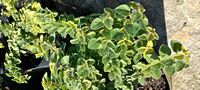 Origanum vulgare 'Hot n Spicy' Origanum vulgare 'Hot n Spicy'